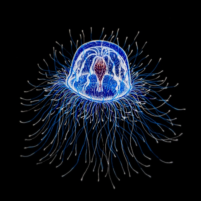 almatma_fig.7 turritopsis nutricula - immortal jellyfish (2013)
